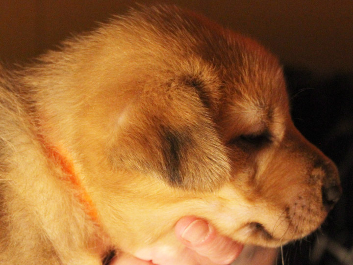chinook puppy
